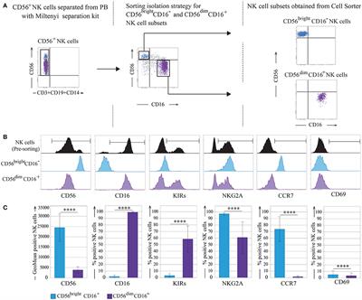 New miRNA Signature Heralds Human NK Cell Subsets at Different Maturation Steps: Involvement of miR-146a-5p in the Regulation of KIR Expression